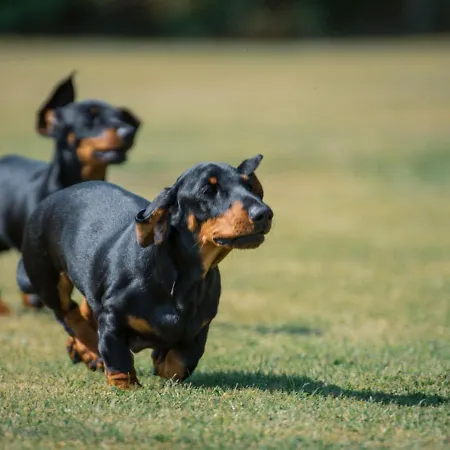 Tatil Evi Hill Farm Penrith