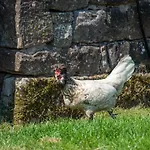 Hill Farm Vakantiehuis Penrith