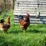 Vakantiehuis Hill Farm