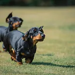 Vakantiehuis Hill Farm Penrith